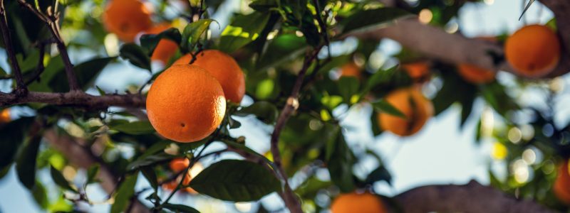 orange-fruit-on-tree-3804878